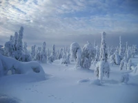 laponie, lapland, levi, hiver, neige