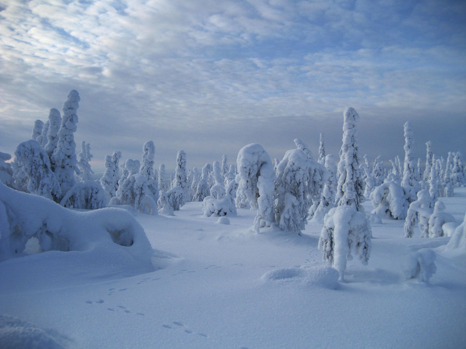 lapland, levi, winter, snow, freezing wallpaper