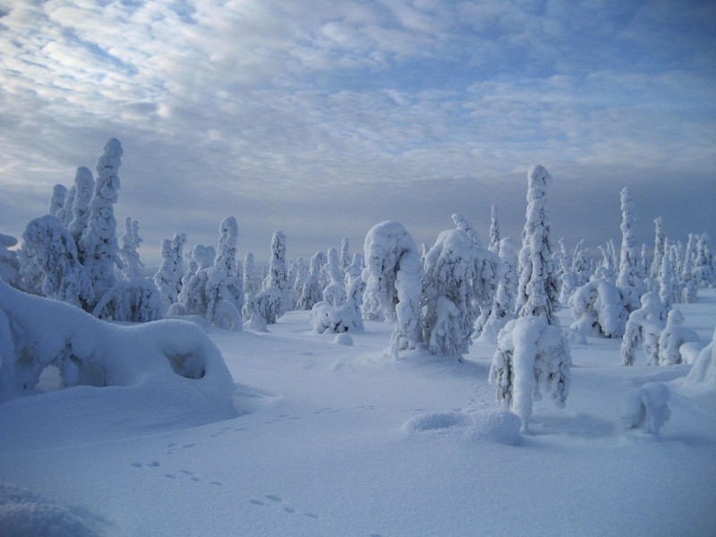 Снежные деревья в лесу с следами на снегу (лапландия, lapland, леви, levi, зима)