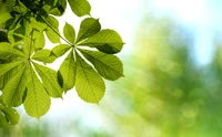 Vibrant Green Leaves Illuminated by Sunlight