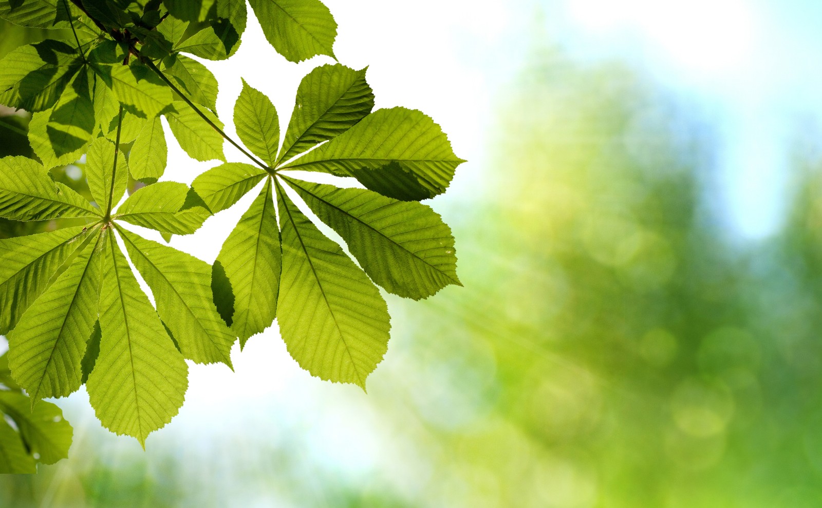 A close up of a leafy tree branch with a bright green background (green, leaf, vegetation, tree, sunlight)