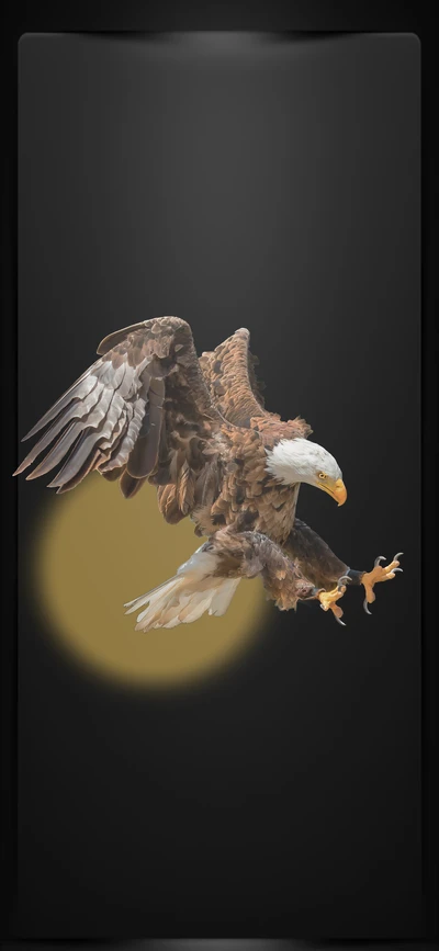 Majestic Bald Eagle in Flight Against a Dark Backdrop