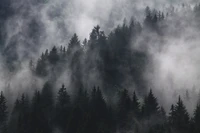 Forêt de sapins brumeuse dans une brume atmosphérique