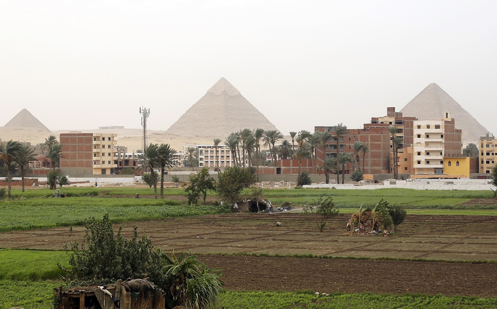 Giraffen auf einem feld mit ein paar gebäuden im hintergrund (ägypten, pyramide, denkmal, historische stätte, nachrichten)