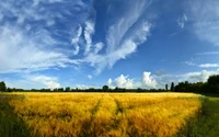 Prairie dorée sous un vaste ciel bleu