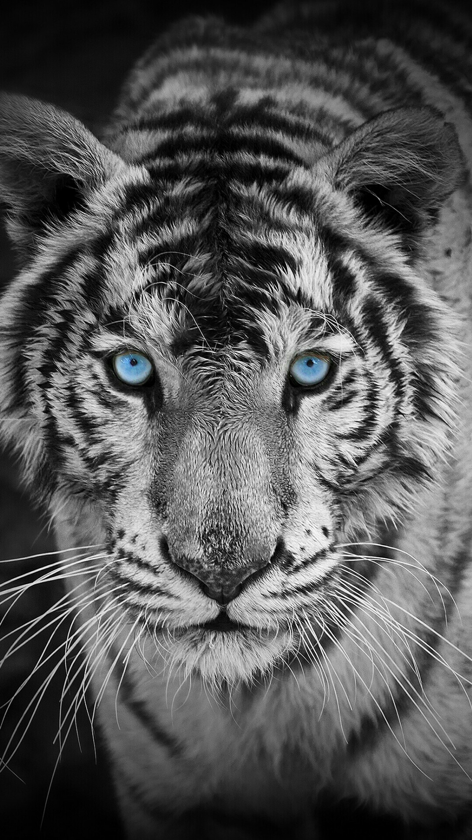 Un gros plan d'un tigre aux yeux bleus regardant l'objectif (mignon, hd, tigre)