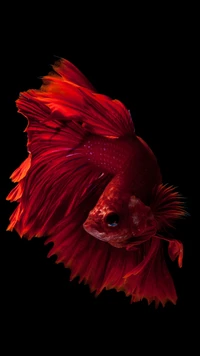 Vibrant Red Betta Fish in Black Background