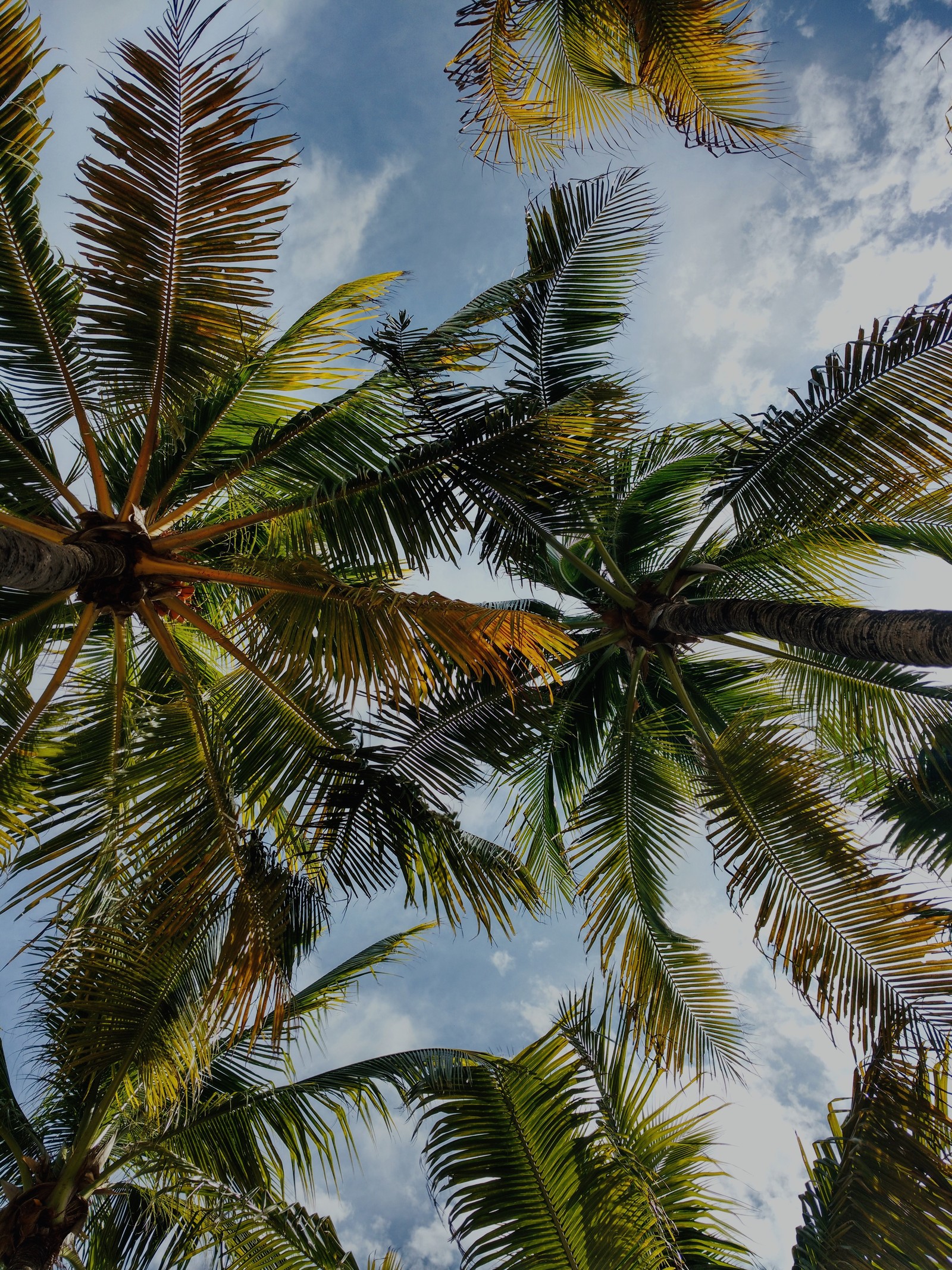 Descargar fondo de pantalla coco, verde, naturaleza, cielo, árbol