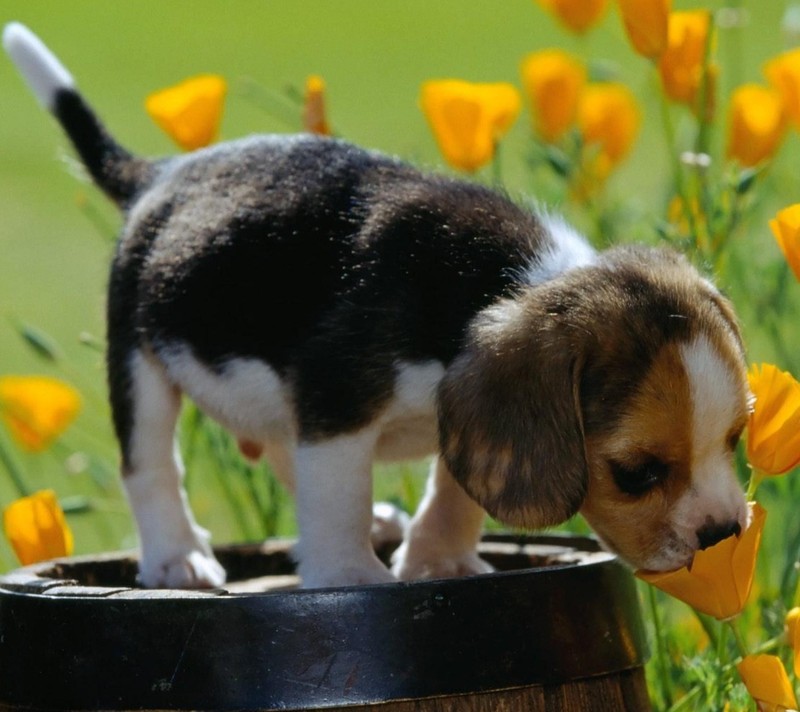 Щенок стоит на бочке в цветочном саду с желтыми цветами (dog sniffs a, цветок)