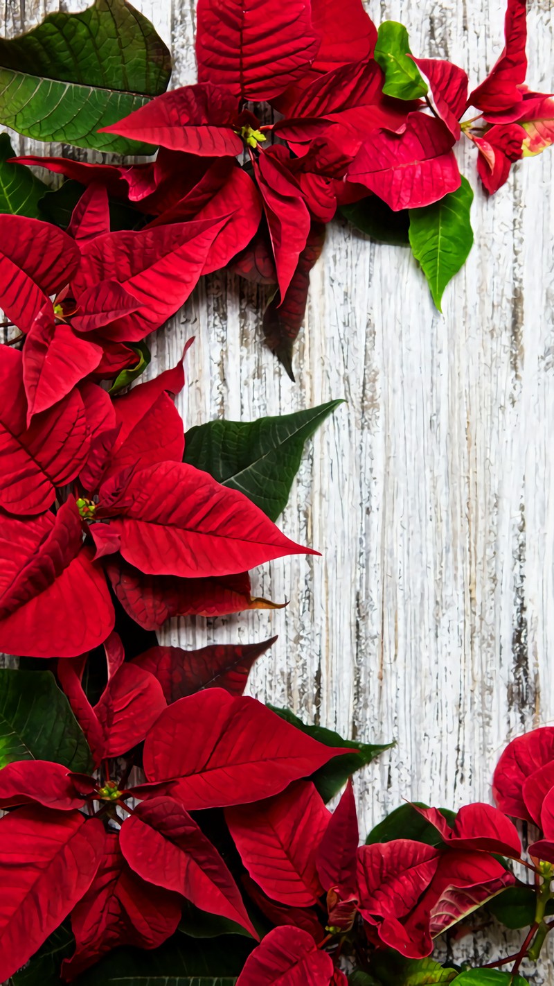 Hay una planta de nochebuena roja con hojas verdes sobre un fondo de madera blanca (vacaciones, nochebuena)