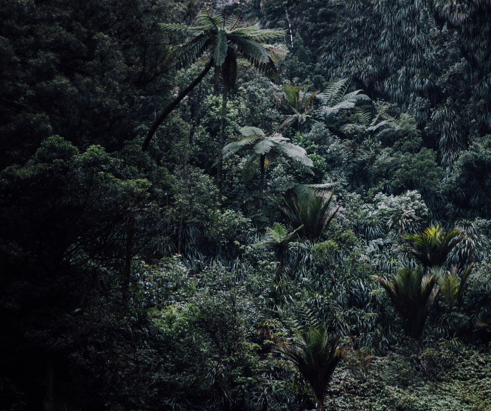 There is a person riding a horse through a lush green forest (arbor, forest, landscape, nature, outdoors)