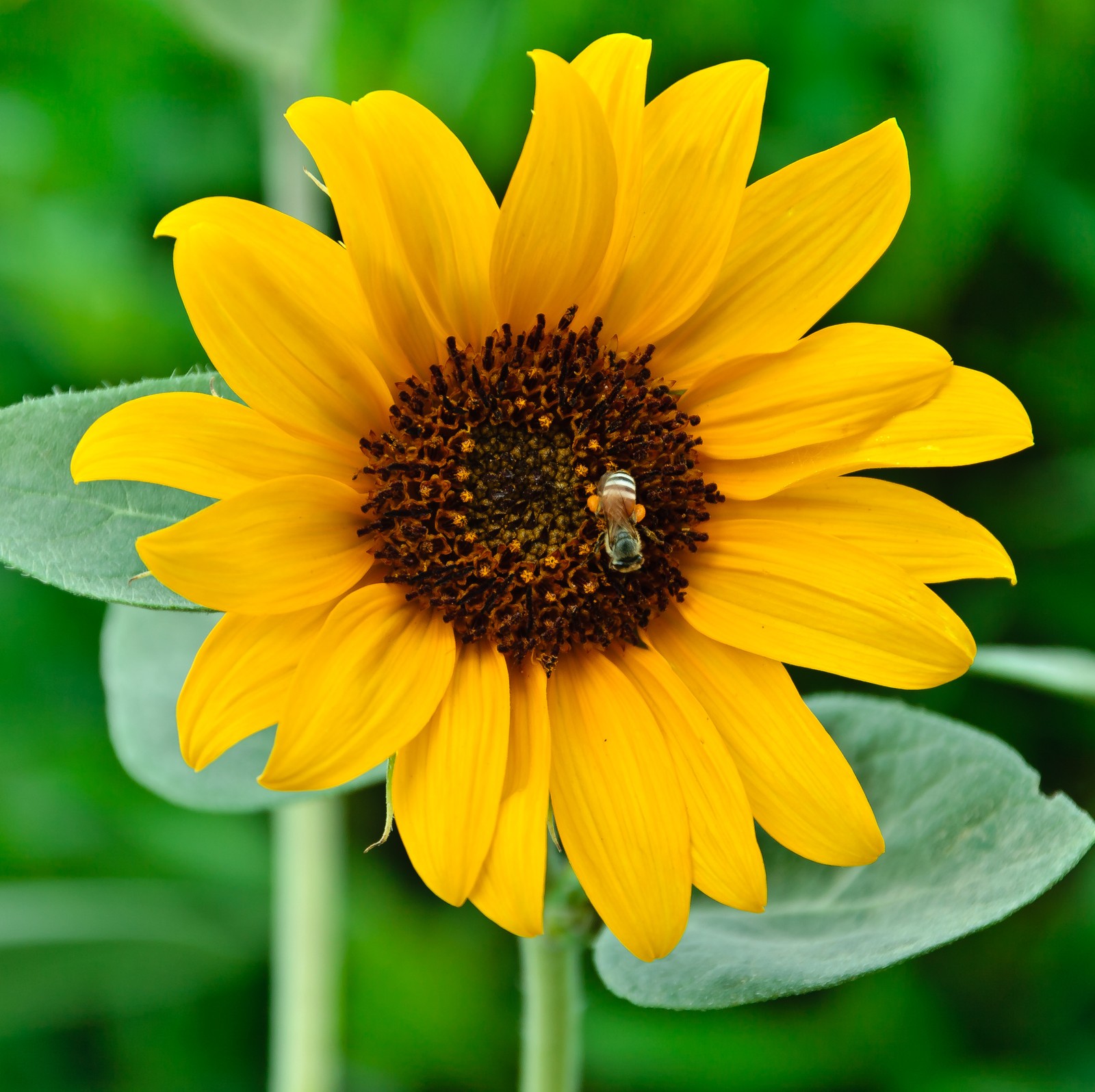 Lade biene, blume, natur, fotografie Hintergrund herunter