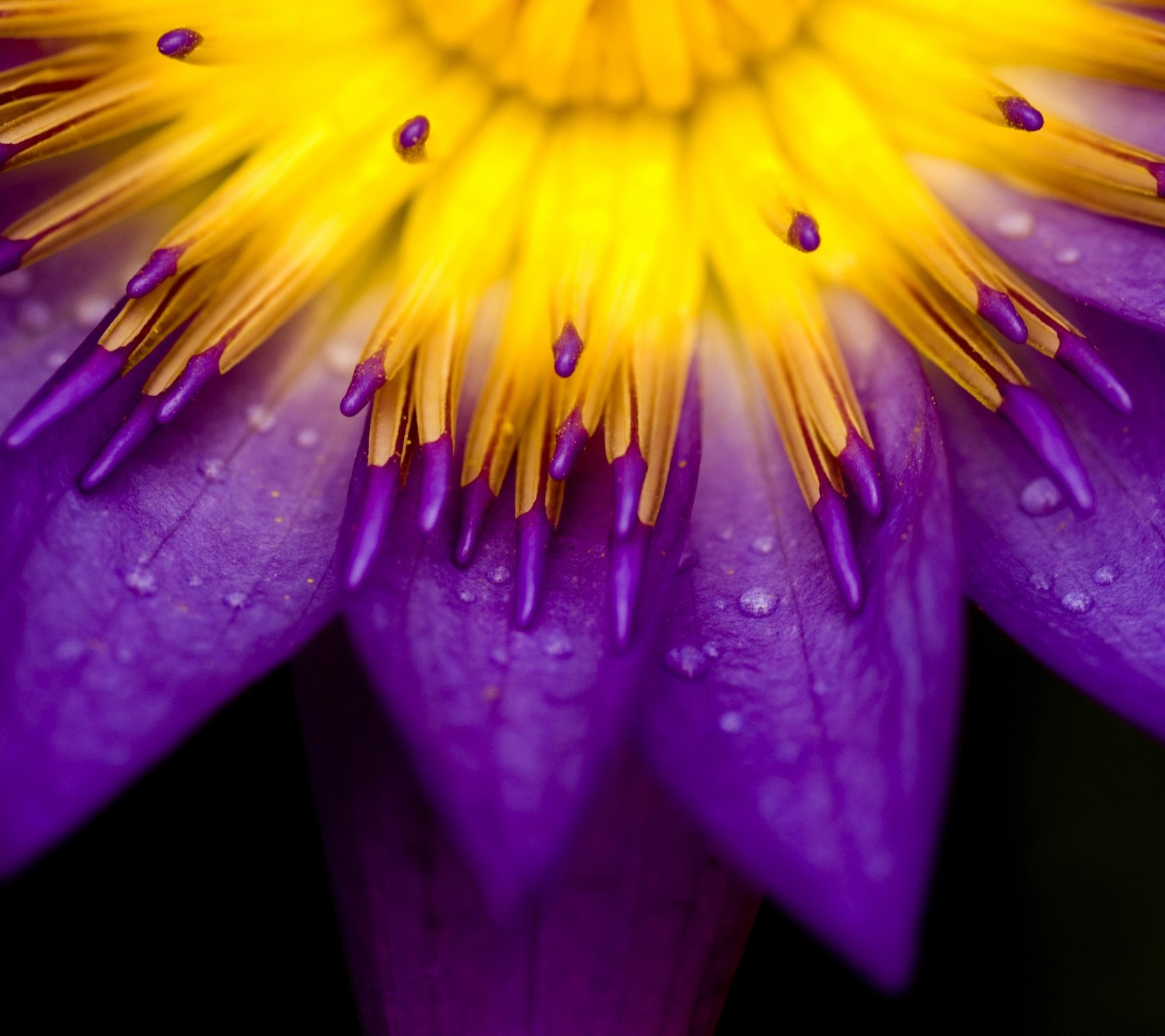 Un primer plano de una flor púrpura con estambres amarillos (genial, flor, hd)