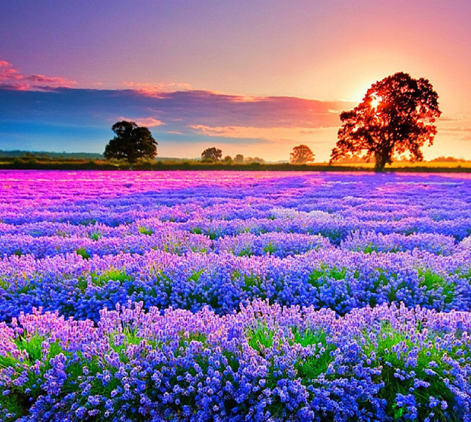 Purple flowers in a field with a tree in the distance (nature)