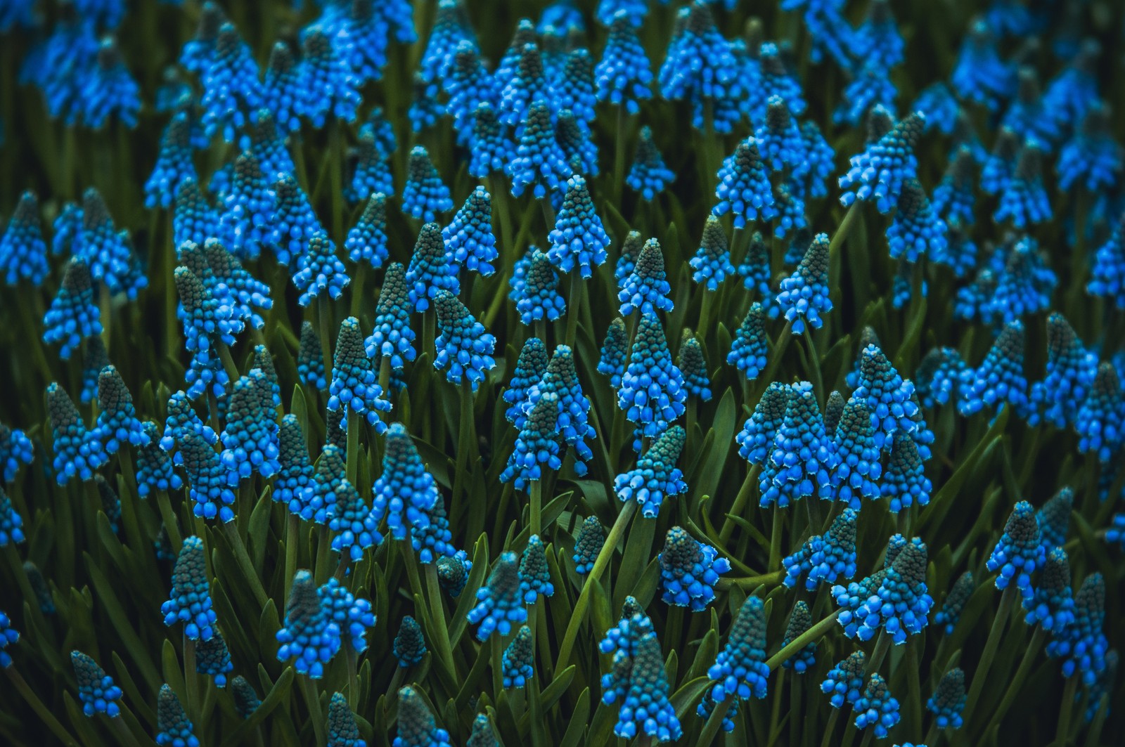 Um close de um punhado de flores azuis com caules verdes (flor, planta com flores, jacinto de uva, jacinto, azul)