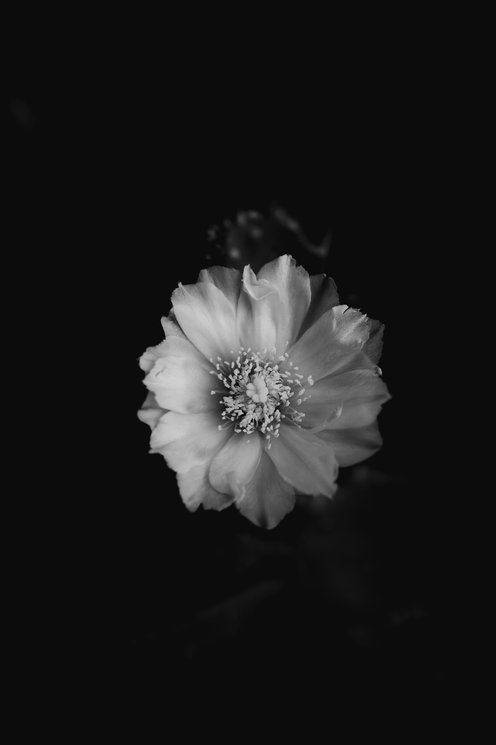 Una foto en blanco y negro de una flor en la oscuridad (blanco, negro, pétalo, flor, monocromo)