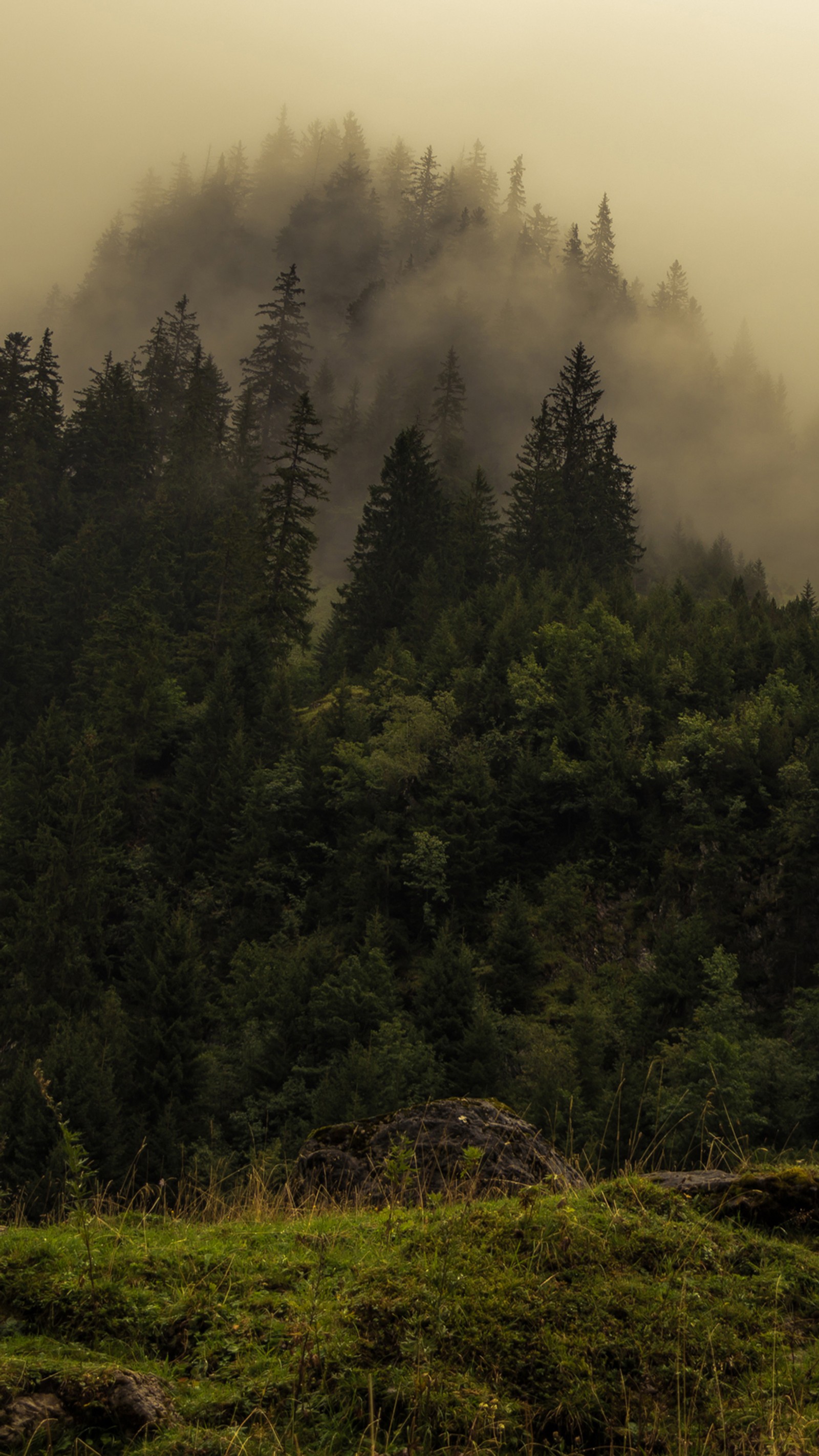 There is a horse standing in the grass in front of a forest (nature, vegetation, temperate coniferous forest, cloud, plant)