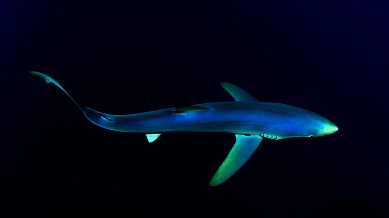 Акула в темноте с голубым светом на спине (blue shark, под водой, атлантический океан, глубокое море, тёмный фон)