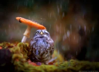 Búho sabio se refugió bajo un hongo bolete en la naturaleza