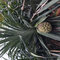 Gros plan d'une plante terrestre avec une structure de feuille unique et une inflorescence