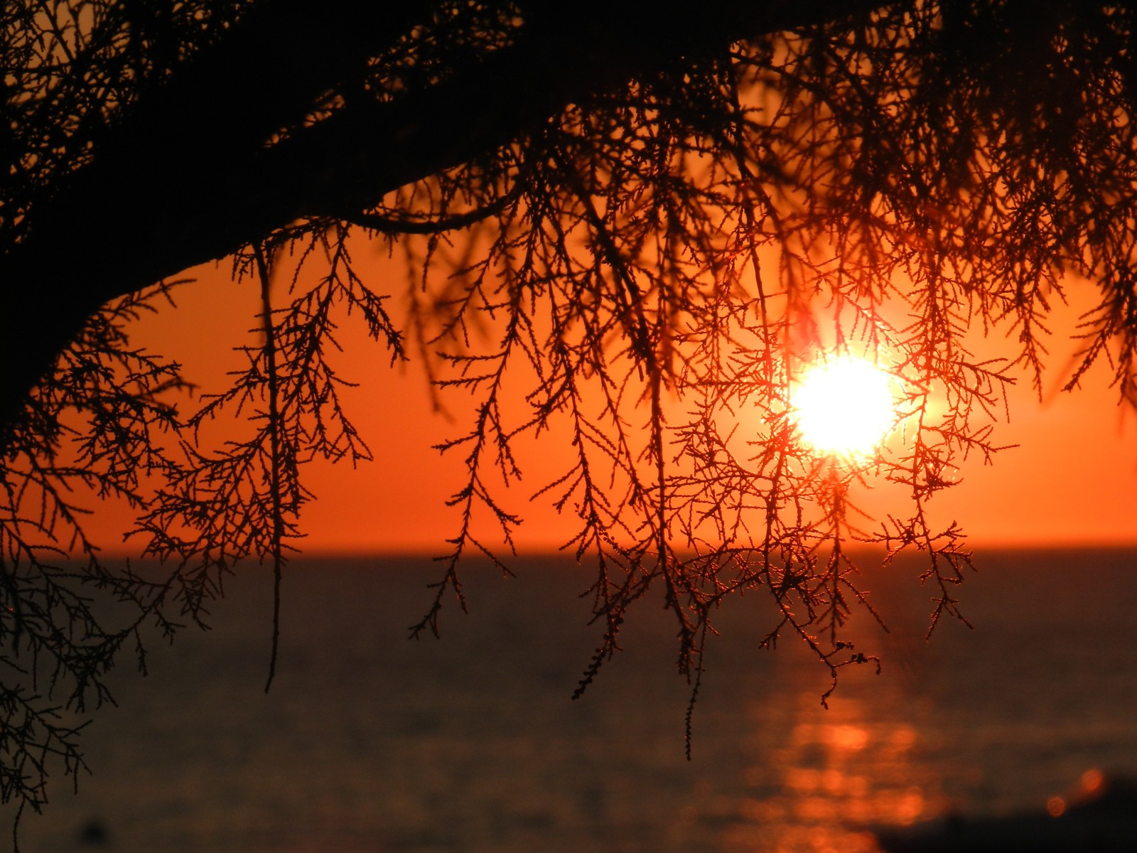 Puesta de sol sobre el océano con un árbol y el sol poniéndose (atardecer, ramo, naturaleza, amanecer, resplandor)