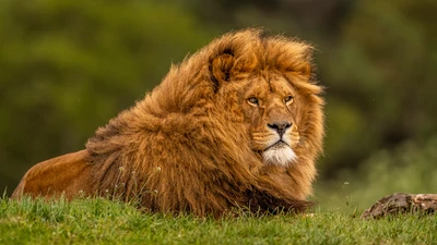 Majestuoso león masai descansando en su hábitat natural