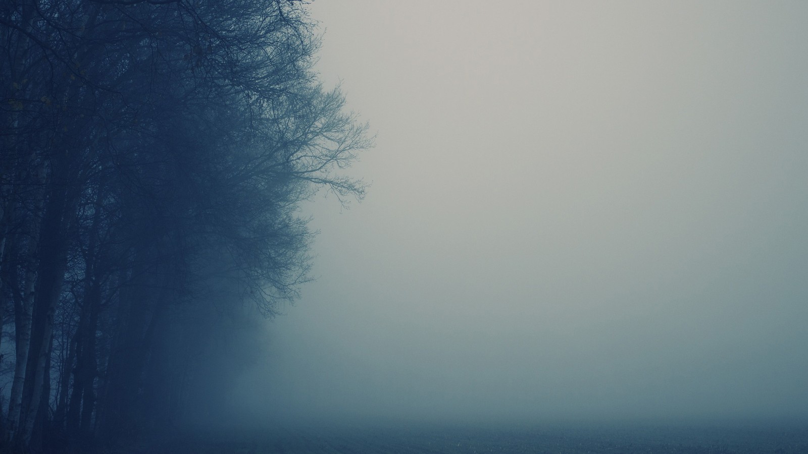 Trees in the fog on a foggy day with a red stop sign (fog, atmosphere, mist, tree, morning)