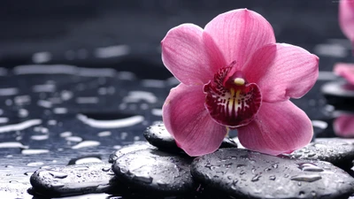 Delicate pink orchids resting on smooth, wet black stones, embodying tranquility and natural beauty.