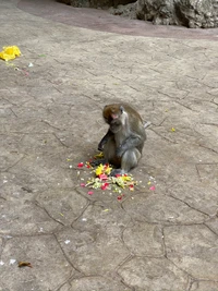 Macaque profitant des pétales dans un habitat naturel