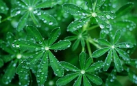 Dew-kissed Green Flora: A Macro Perspective on Nature's Refreshing Beauty