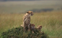 cheetah, felidae, terrestrial animal, wildlife, grassland wallpaper