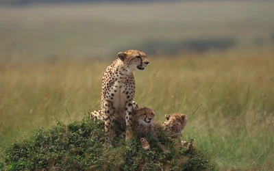 guepardo, felidae, animal terrestre, fauna, pradaria