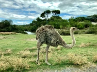 Ostrich común en un paisaje verde y exuberante bajo un cielo nublado.