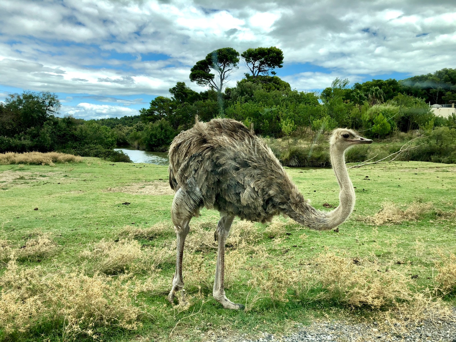 There is a large ostrich standing in a field with trees in the background (common ostrich, cloud, bird, plant, ecoregion)