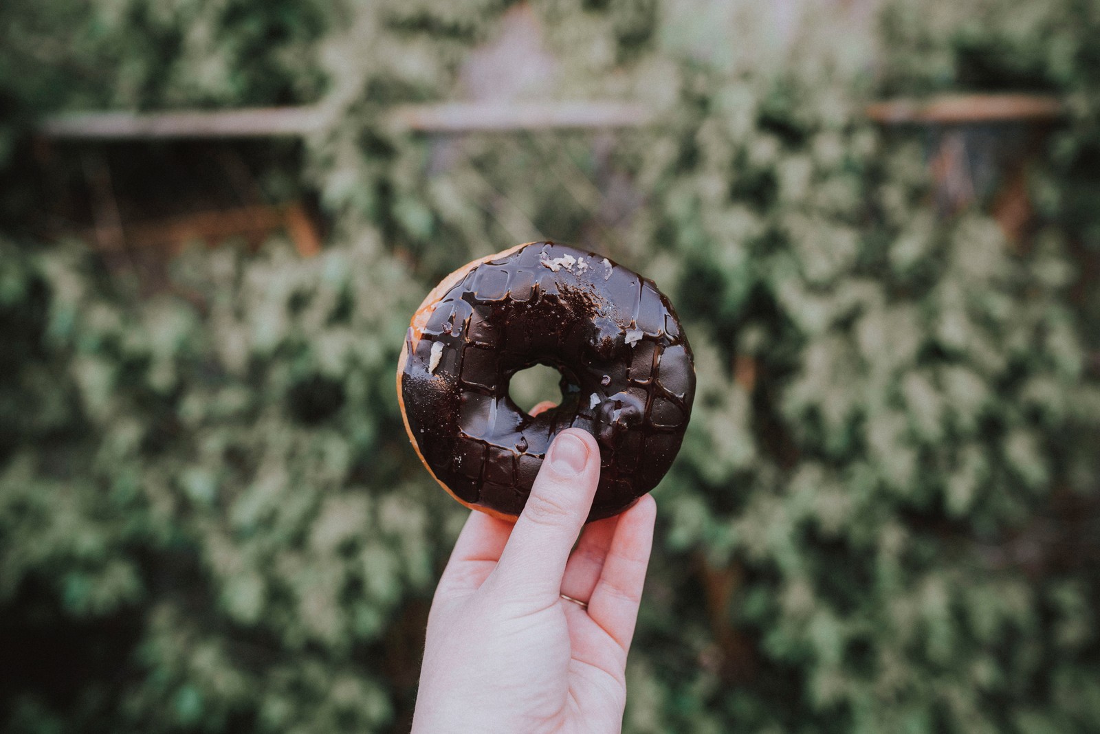 Alguien sostiene una dona de chocolate en la mano frente a un arbusto (cocina, productos horneados, donut, comida, postre)