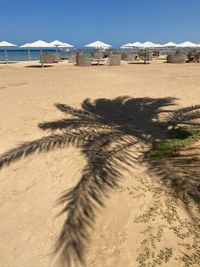 Ombre de palmier sur une plage de sable avec des tentes sous un ciel bleu clair