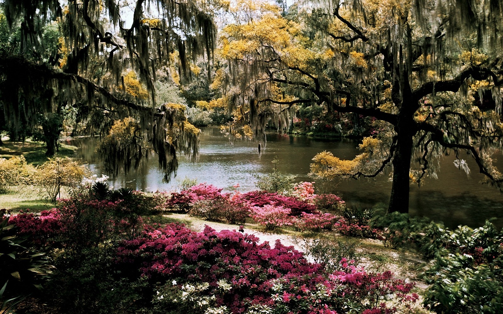 Trees and flowers line the banks of a river in a park (tree, nature, vegetation, water, spring)