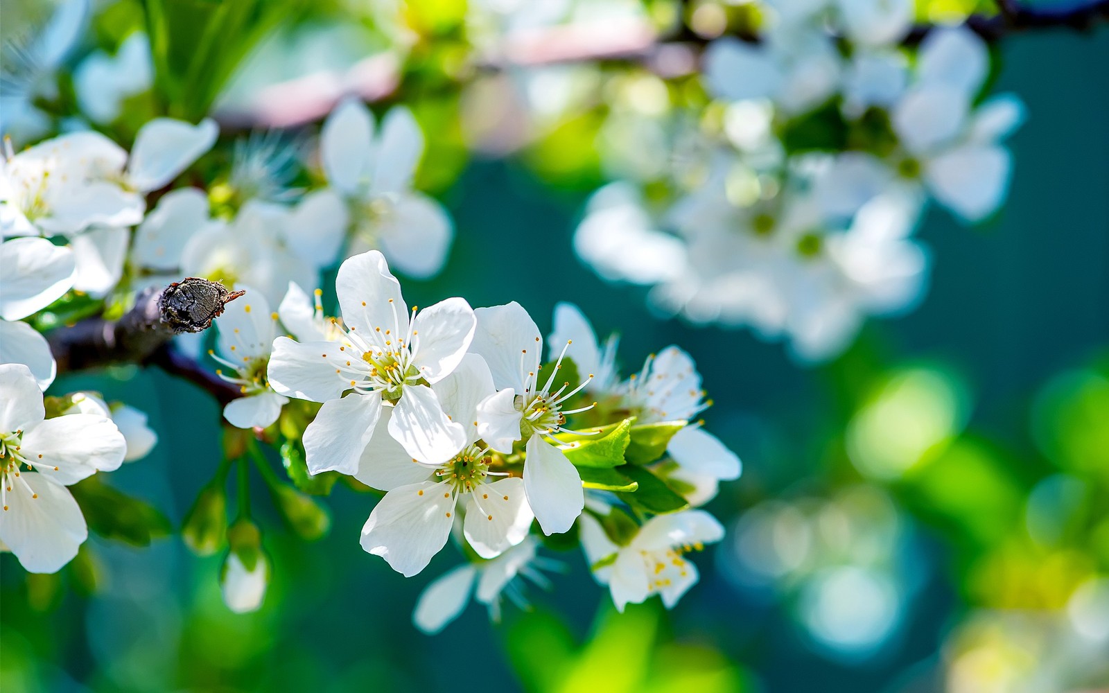 Hay una abeja en una rama de un árbol con flores blancas (flor, blanco, primavera, floración, pétalo)