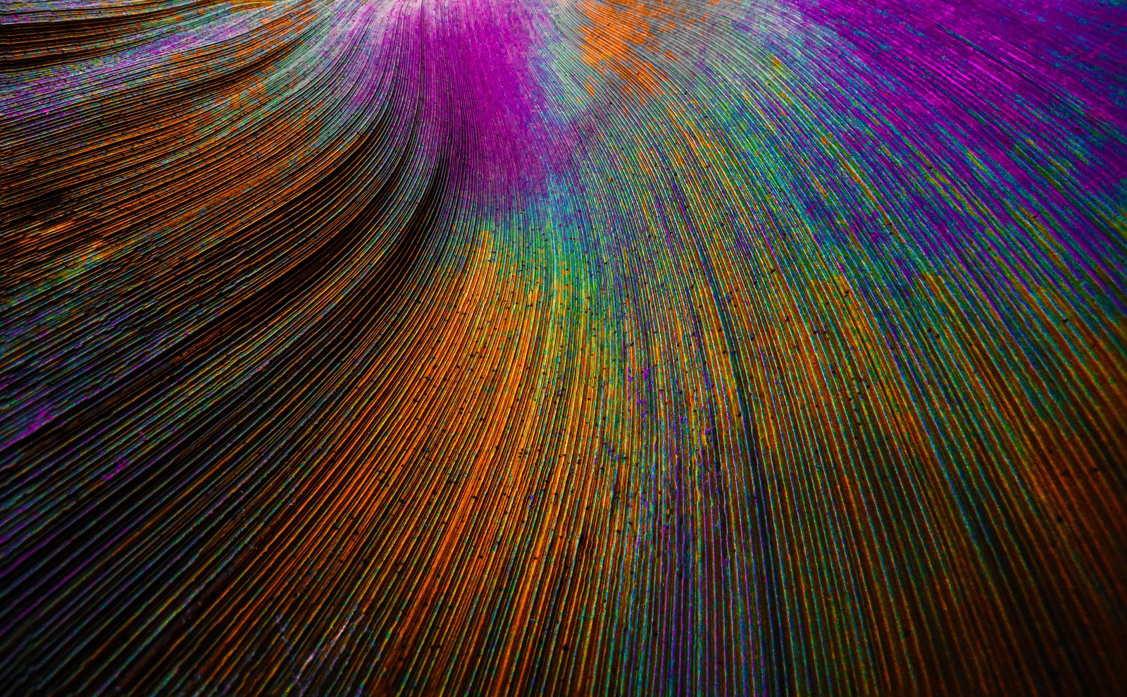 Un primer plano de una colorida pintura abstracta de una ola (pluma de pavo real, líneas curvas, colorido, partículas, abstracto)