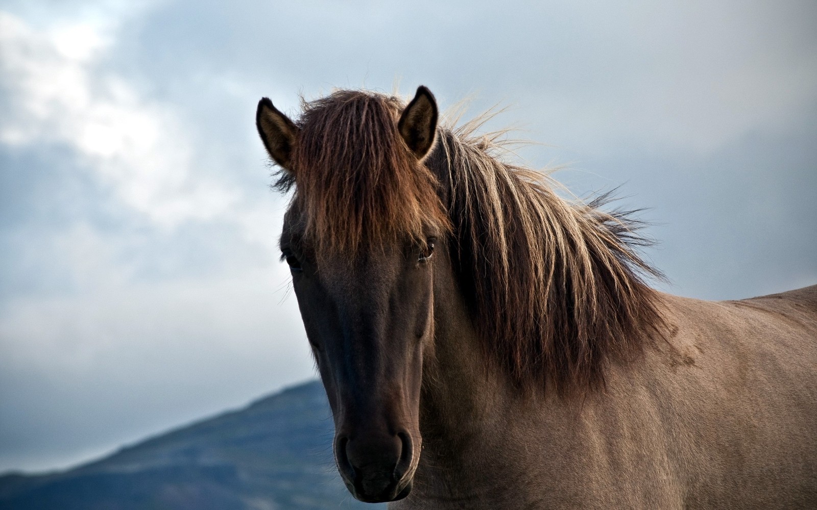 Il y a un cheval qui se tient dans l'herbe avec des montagnes en arrière-plan (cheval, jument, étalon, crinière, cheval mustang)