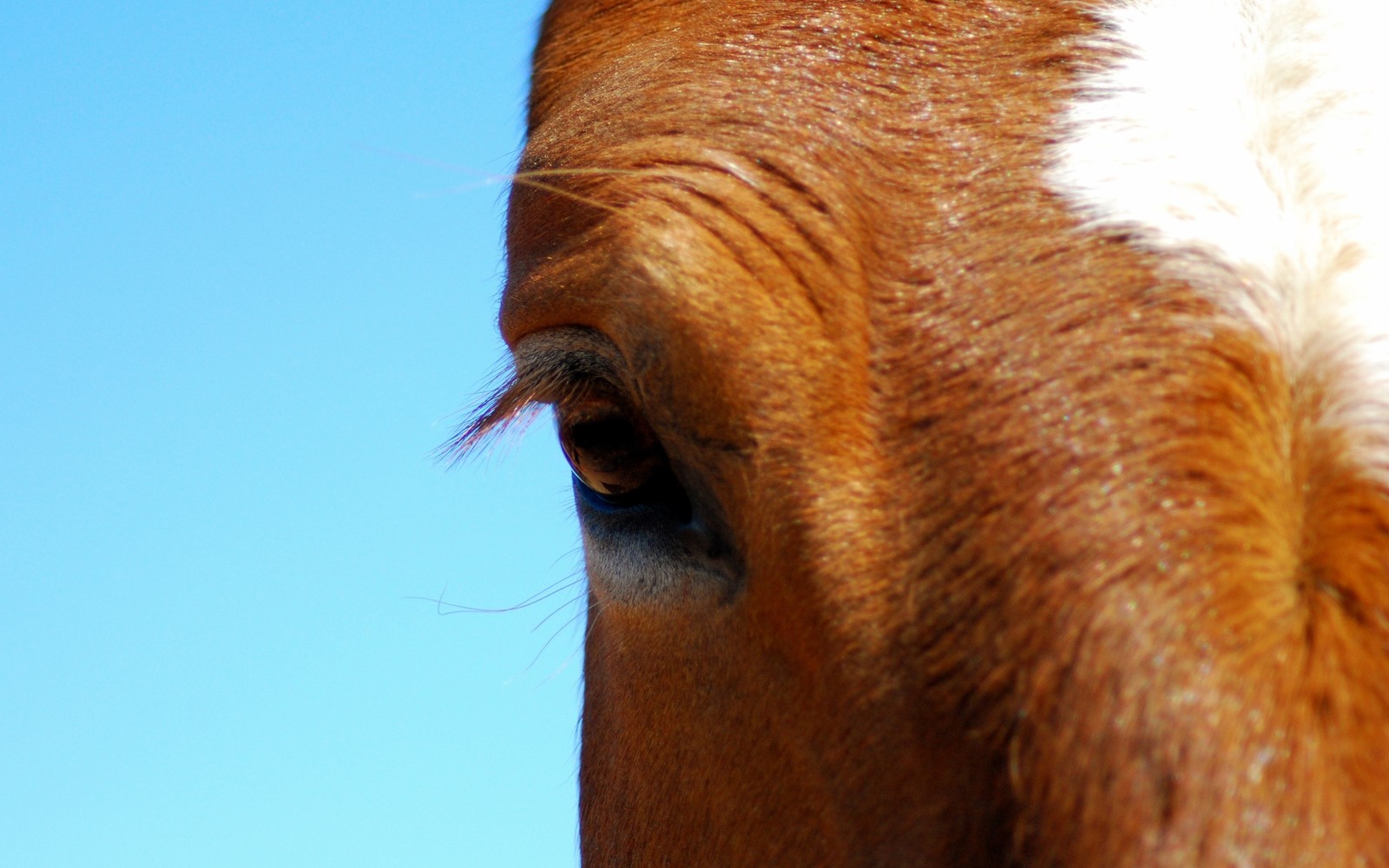 Gros plan sur l'œil d'un cheval brun et blanc. (nez, crinière, bleu, halter, ciel)