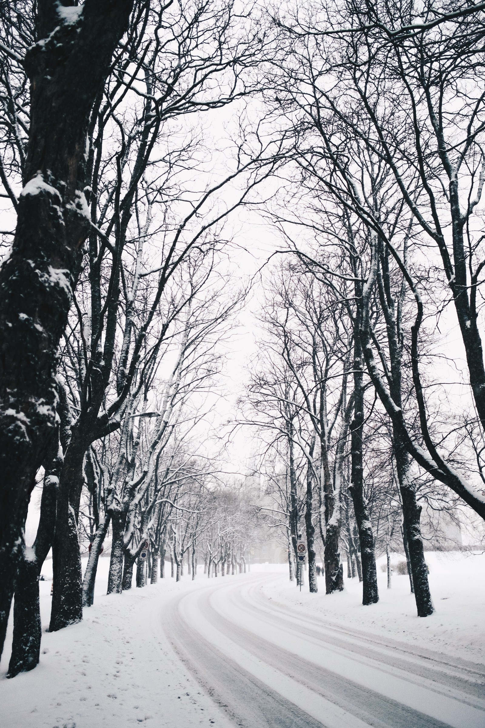 winter, tree, nature, natural landscape, branch wallpaper