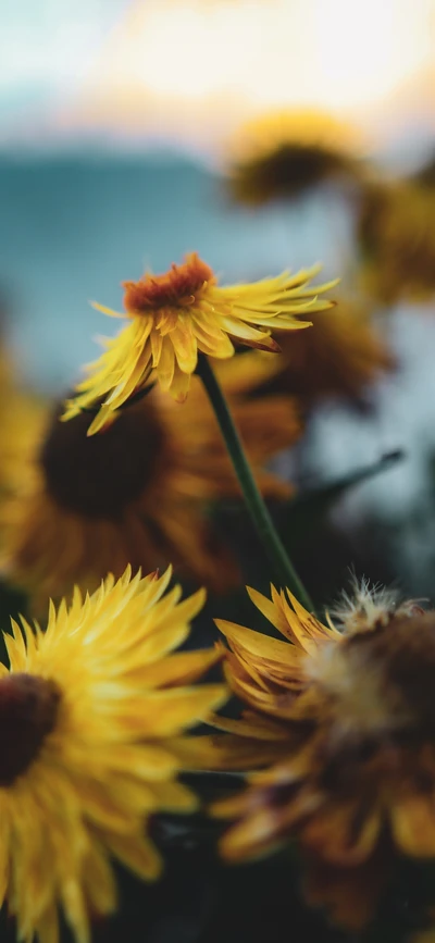 Girasoles vibrantes en flor contra un suave fondo de atardecer