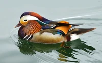 Colorful Mandarin Duck Swimming Gracefully on Water