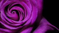 Vibrant Purple Rose Petal Whirlwind on Black Background