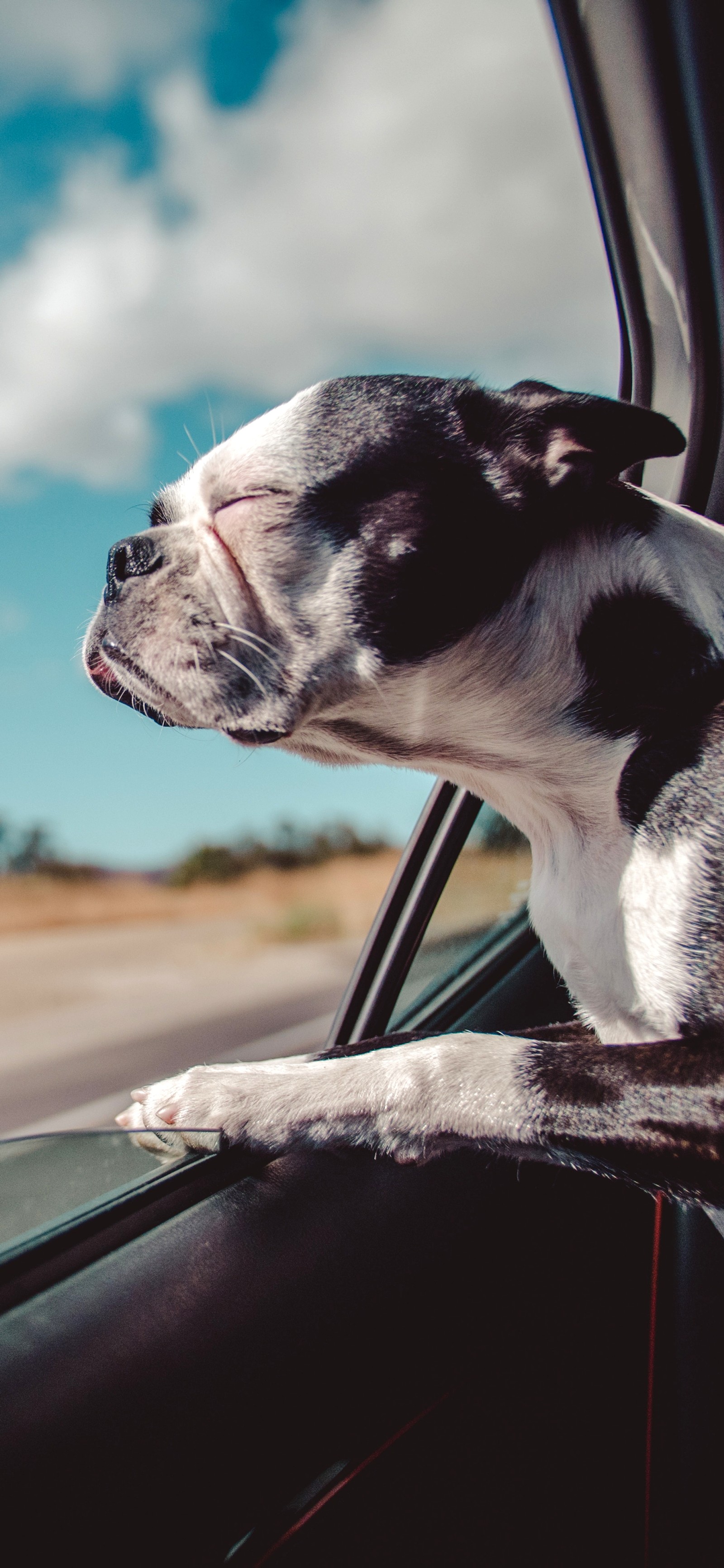 Cachorro árabe olhando pela janela do carro enquanto está sentado no banco do passageiro (dogue alemão, carros, viagem, viagem de carro, férias)