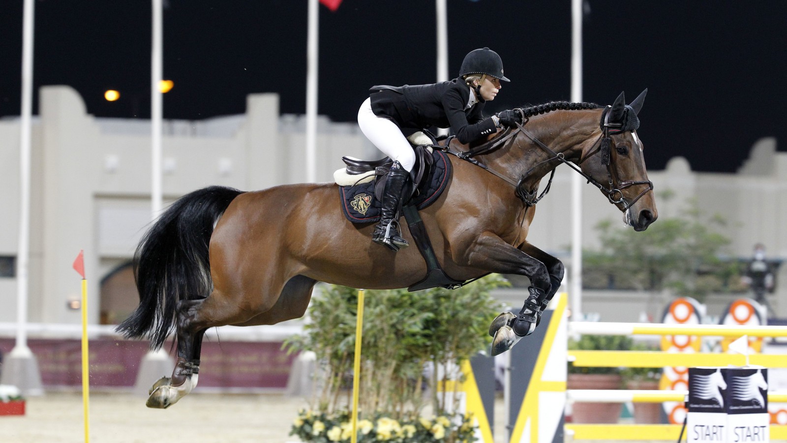 Arabisches pferd springt über ein hindernis in einem wettkampf (springreiten, tiersportarten, reitsport, englisches reiten, hengst)