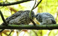 Moment intime entre un hibou rayé et un poussin sur une branche