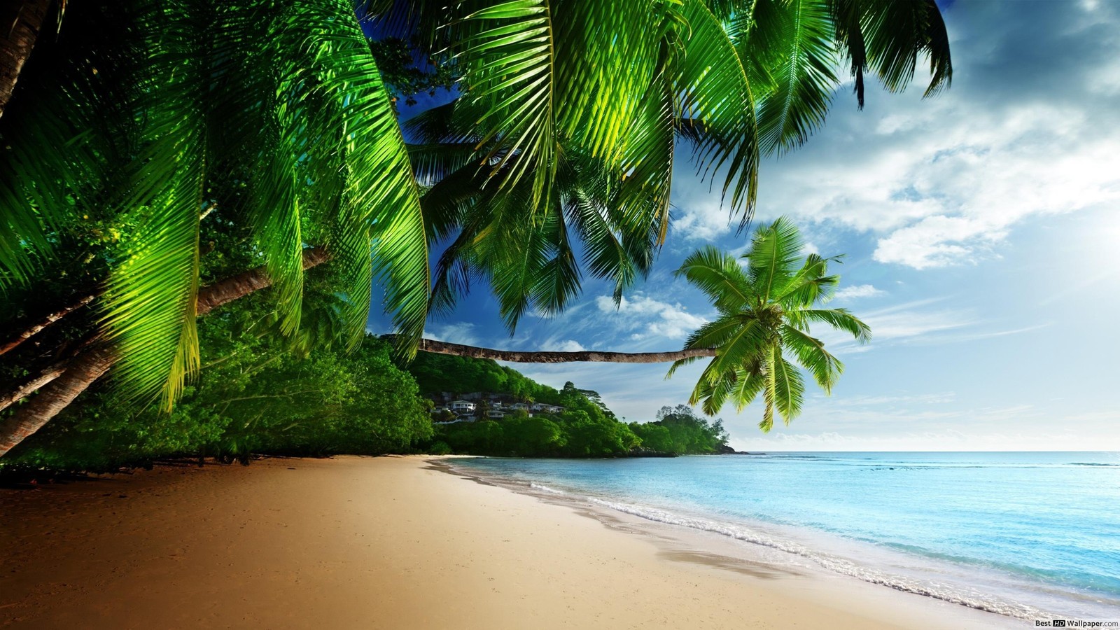 A view of a beach with palm trees and a blue ocean (tropics, nature, palm tree, caribbean, shore)