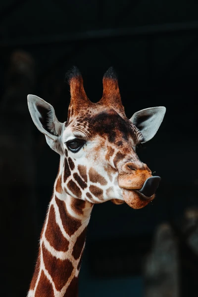 giraffe, giraffidae, landsäugetier, wildleben, kopf